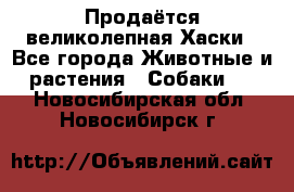 Продаётся великолепная Хаски - Все города Животные и растения » Собаки   . Новосибирская обл.,Новосибирск г.